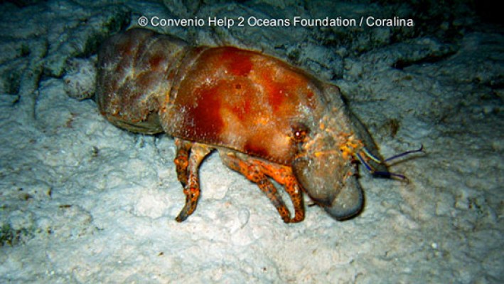 Slipper lobster (17)